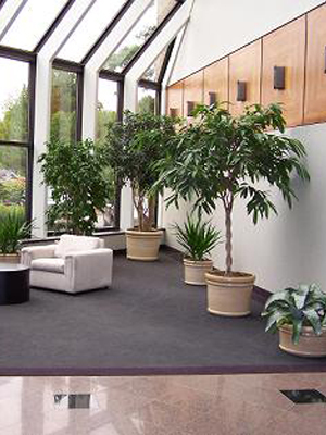 Interior planting in Hungerford.jpg